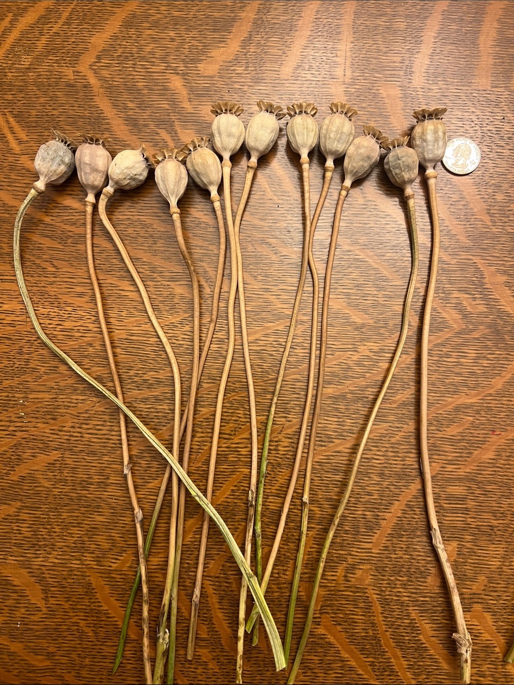 Dried Poppy Pods - 25 pods on approx. 12" stems— Natural Brown Decorative Stems - Picture 3 of 3
